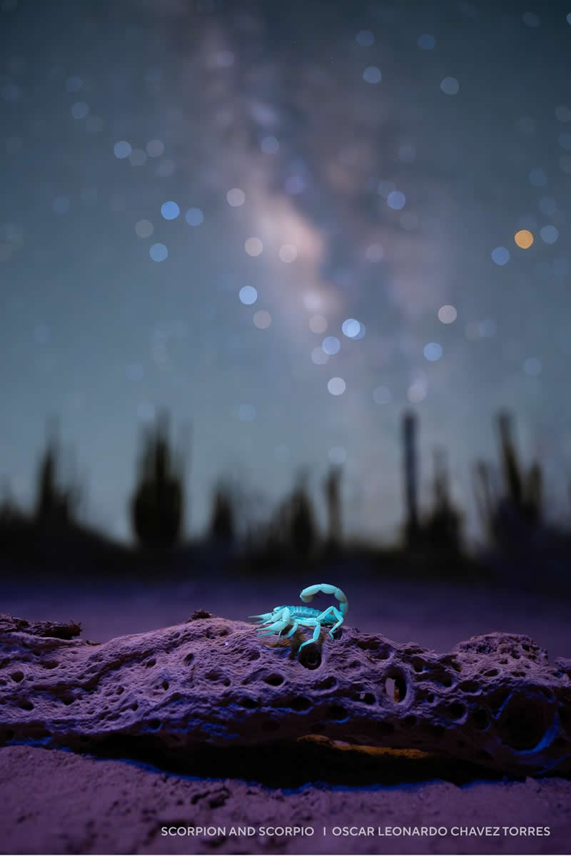 Capture the Dark 2025 Photo Contest Winners