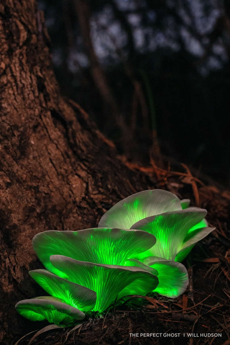 Capture the Dark 2025 Photo Contest Winners