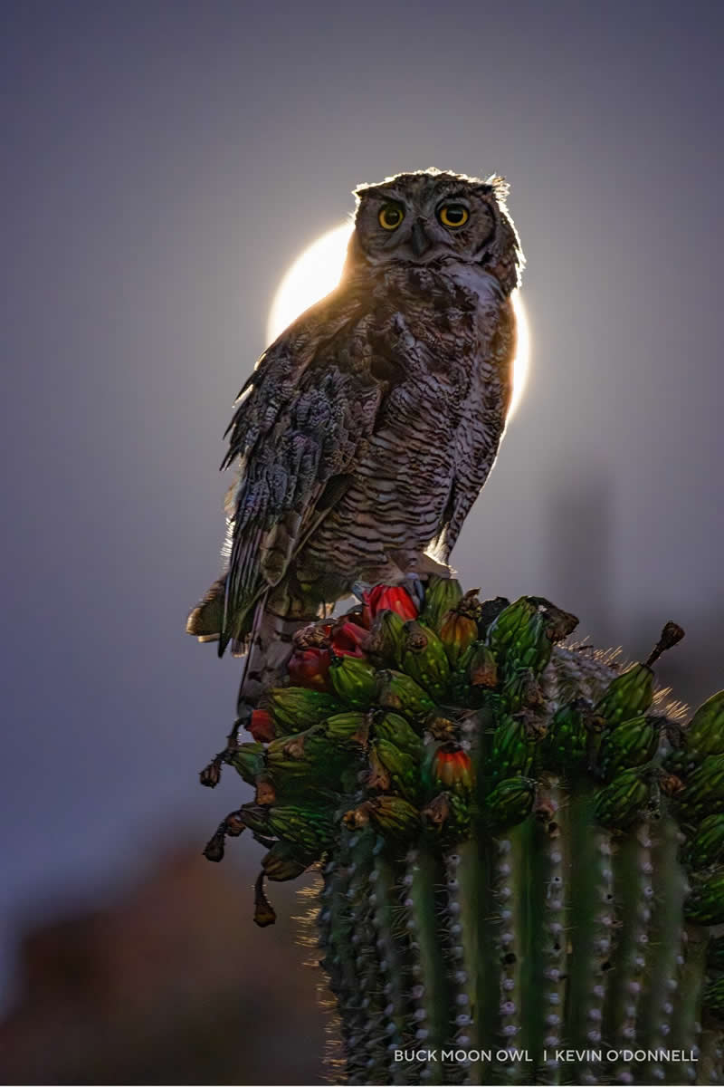 Capture the Dark 2025 Photo Contest Winners