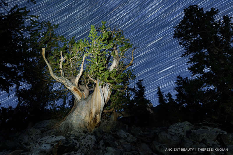 Capture the Dark 2025 Photo Contest Winners