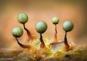 Macro Shots That Dive Deep into the Mysterious World of Fungi