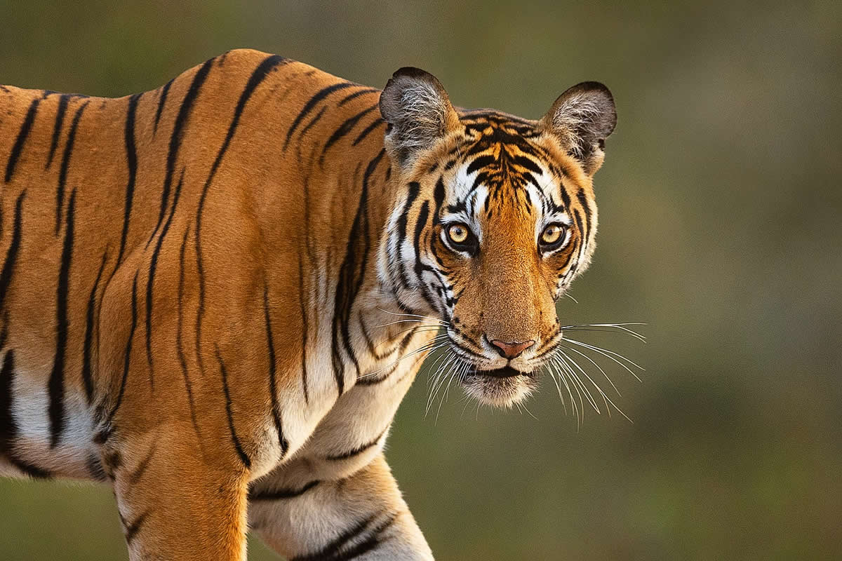 Stunning Close-Up Photos of Tigers in Indian Forests