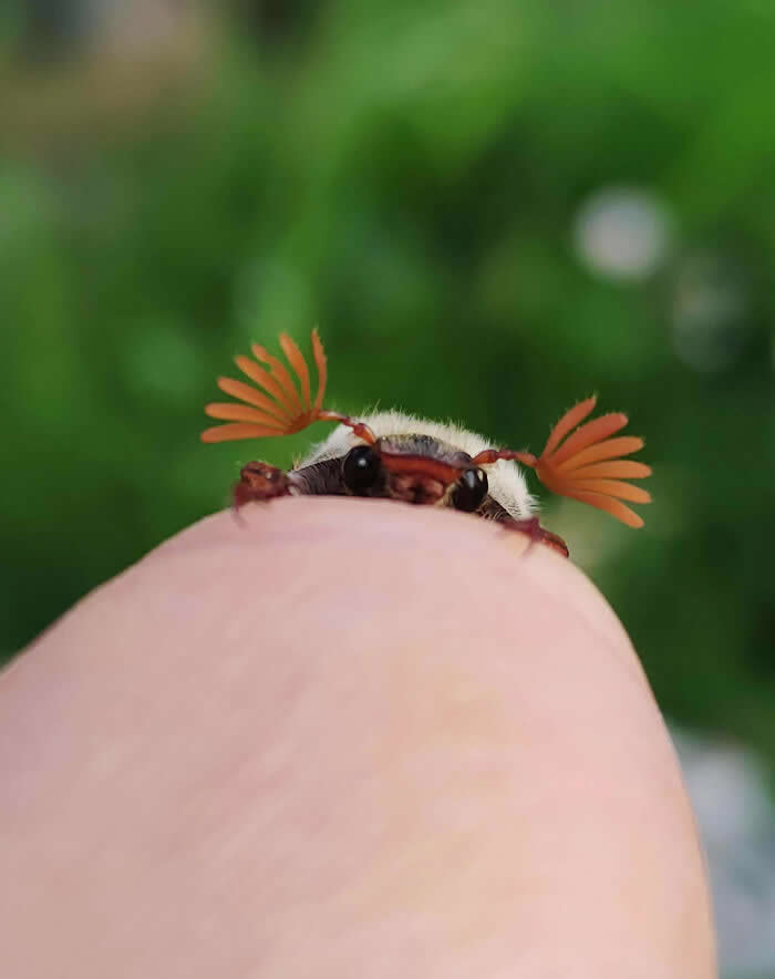 Fascinating Insects That Reveal the Hidden Wonders