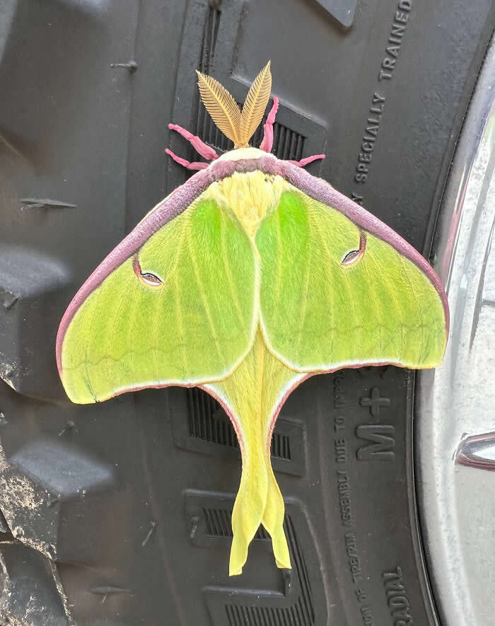 Fascinating Insects That Reveal the Hidden Wonders