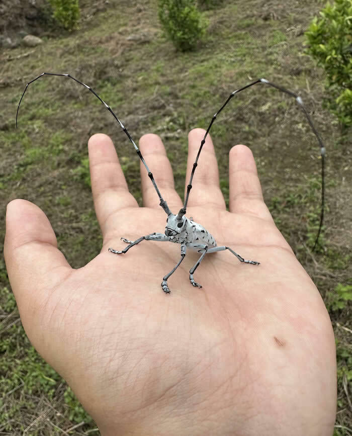 Fascinating Insects That Reveal the Hidden Wonders