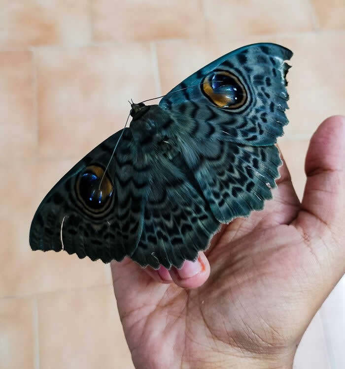 Fascinating Insects That Reveal the Hidden Wonders
