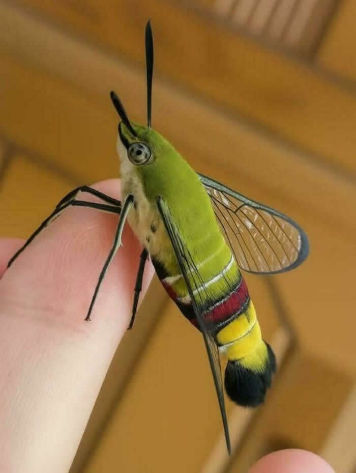 Fascinating Insects That Reveal the Hidden Wonders