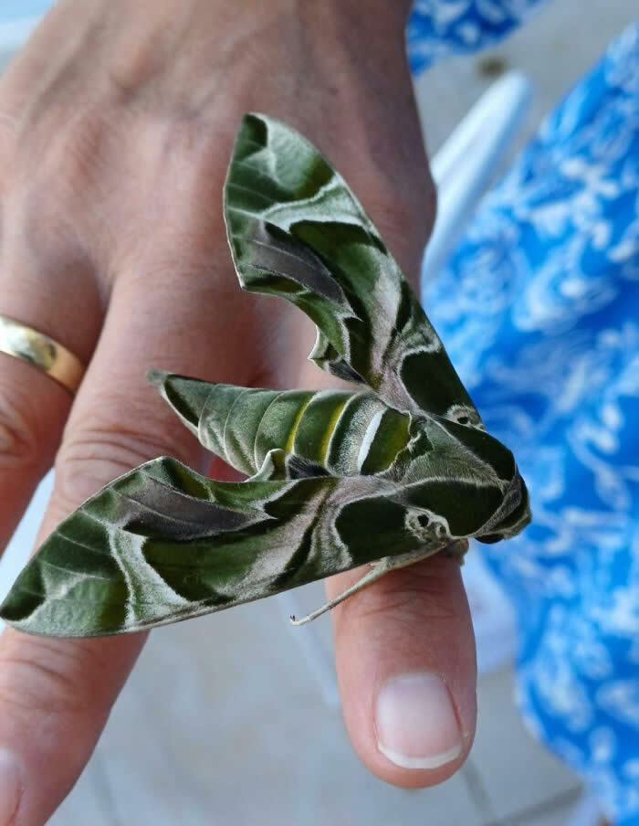 Fascinating Insects That Reveal the Hidden Wonders