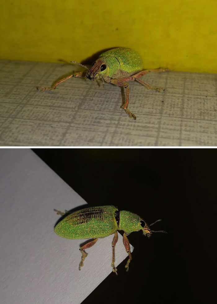Fascinating Insects That Reveal the Hidden Wonders