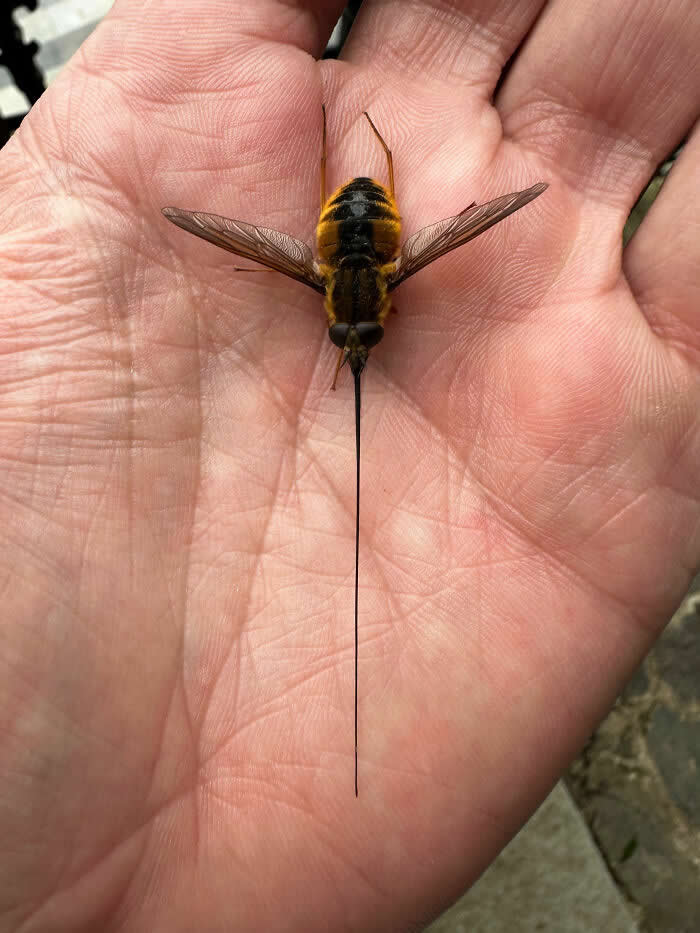 Fascinating Insects That Reveal the Hidden Wonders