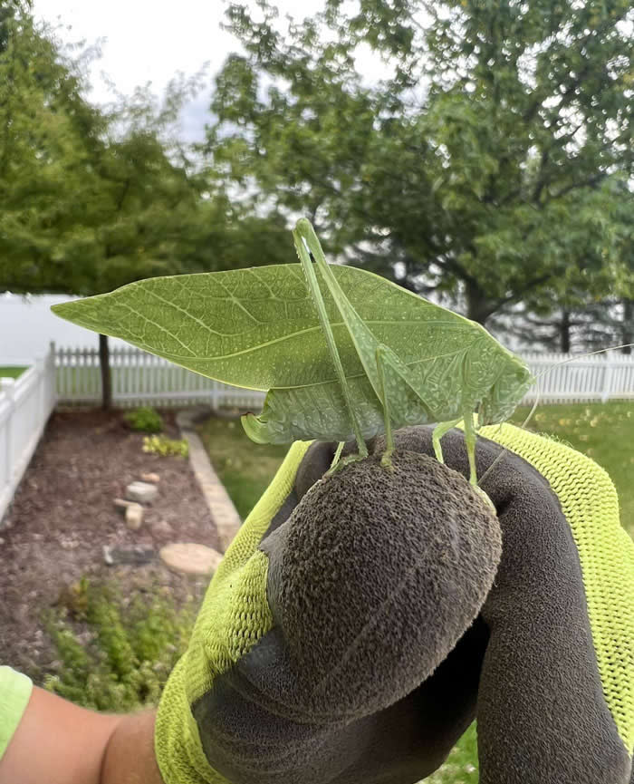 Fascinating Insects That Reveal the Hidden Wonders