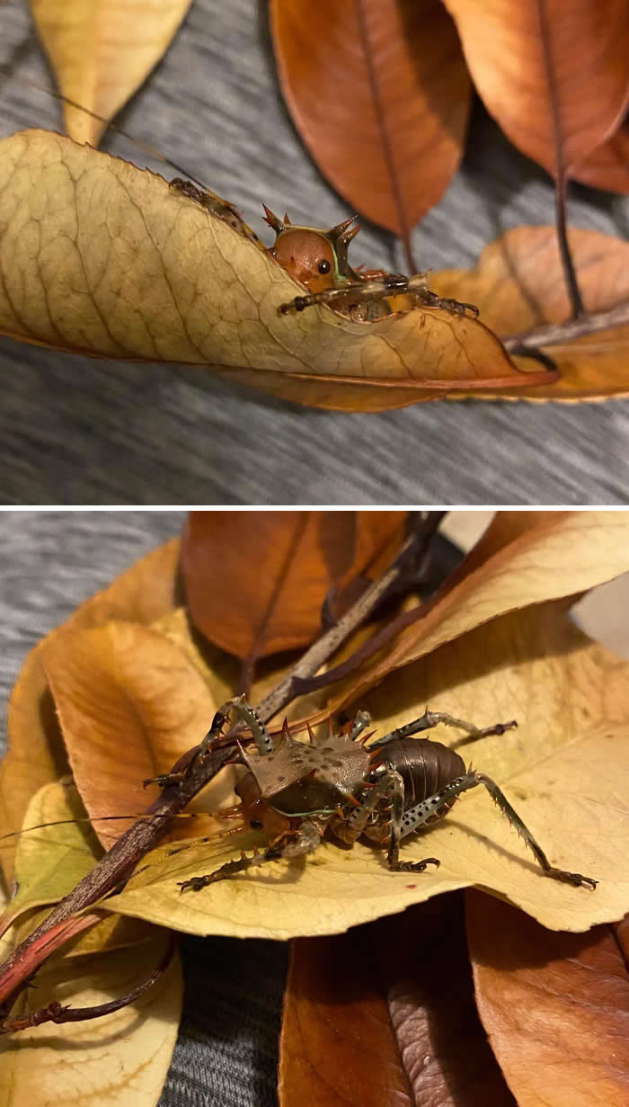Fascinating Insects That Reveal the Hidden Wonders