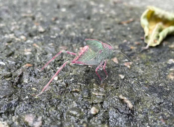 Fascinating Insects That Reveal the Hidden Wonders