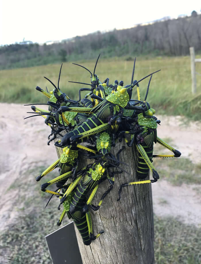 Fascinating Insects That Reveal the Hidden Wonders