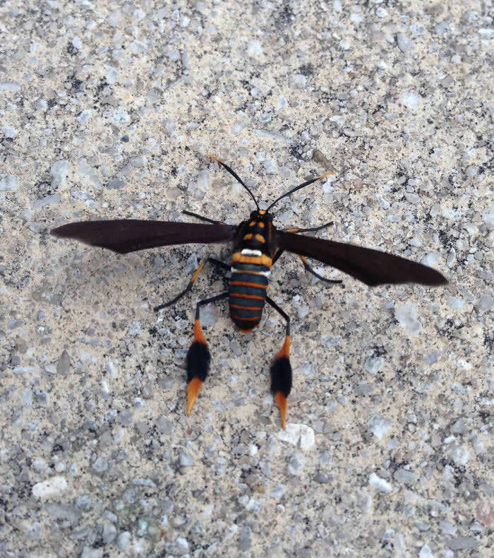 Fascinating Insects That Reveal the Hidden Wonders