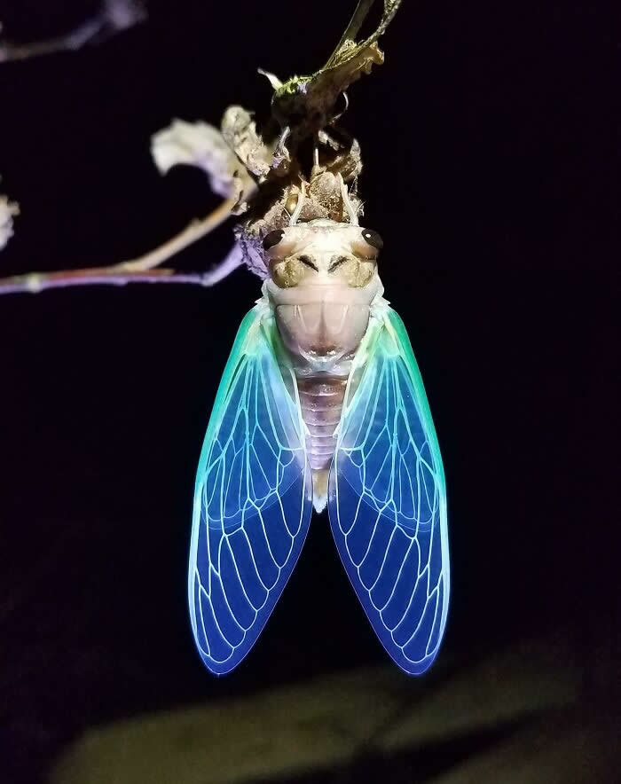 Fascinating Insects That Reveal the Hidden Wonders