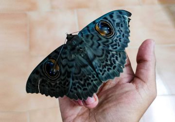 Fascinating Insects That Reveal the Hidden Wonders