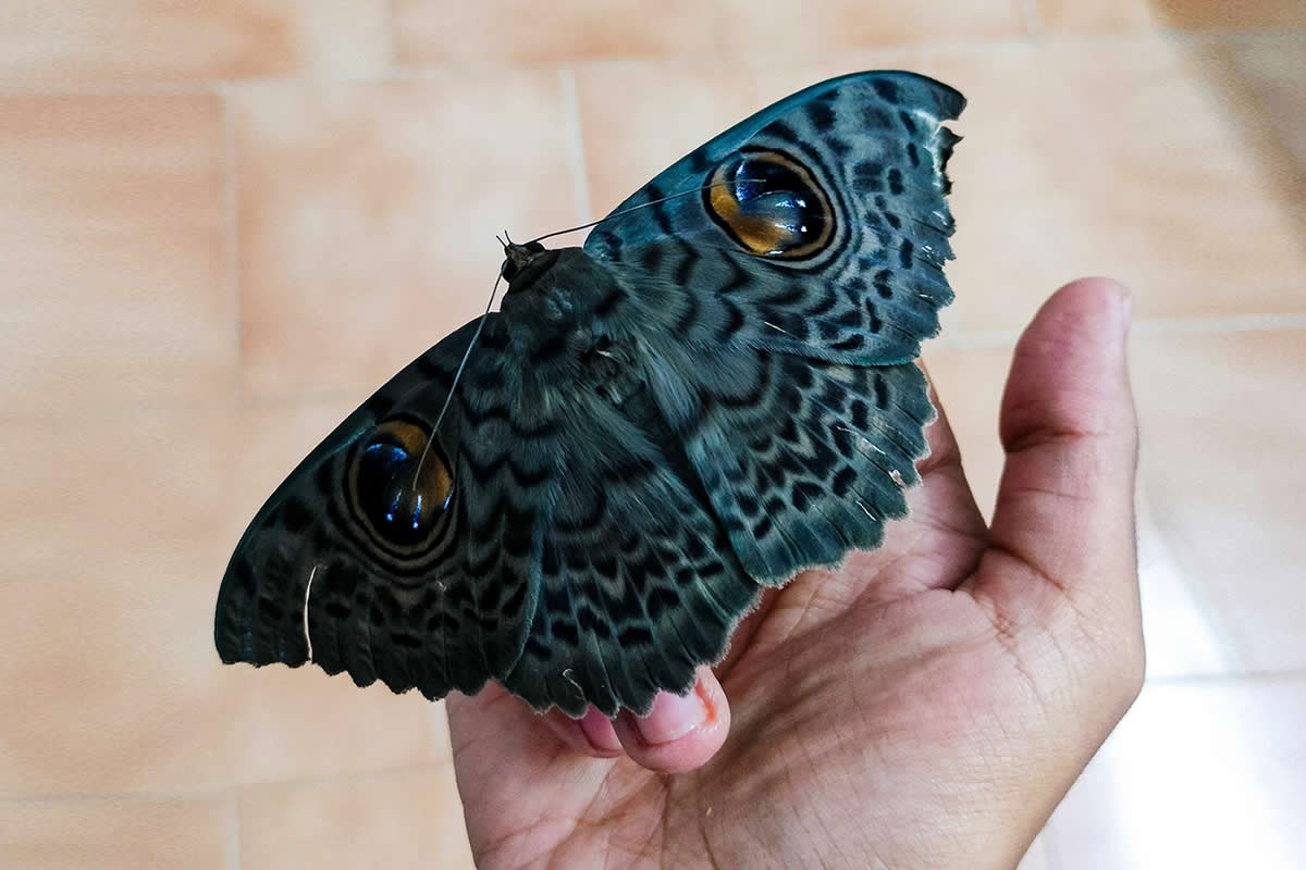 22 Fascinating Insects That Reveal the Hidden Wonders of the Natural World