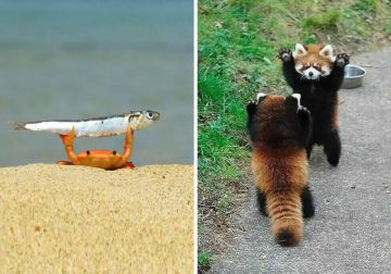 Funny Animal Moments