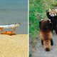 Funny Animal Moments
