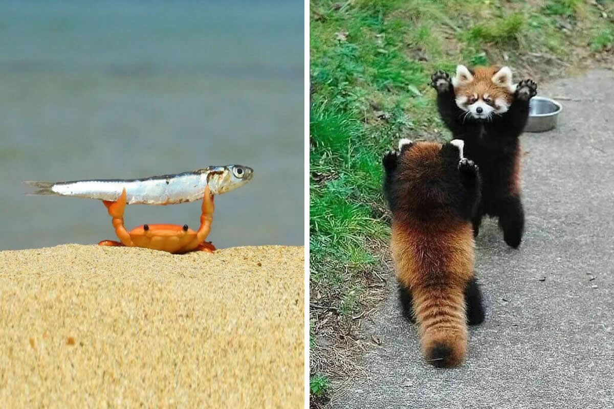 35 Funny Animal Moments That Will Leave You Laughing Out Loud