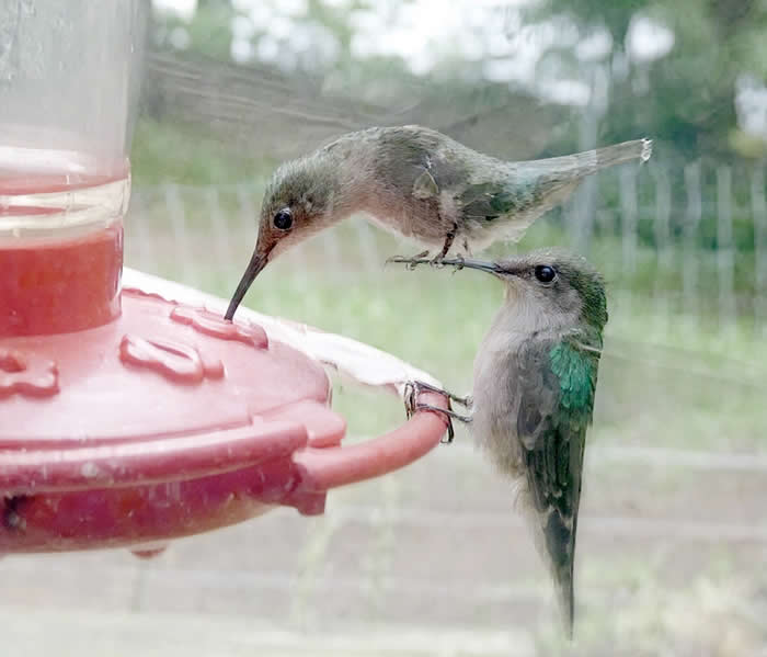 Funny Moments When Birds Decided to Steal the Spotlight