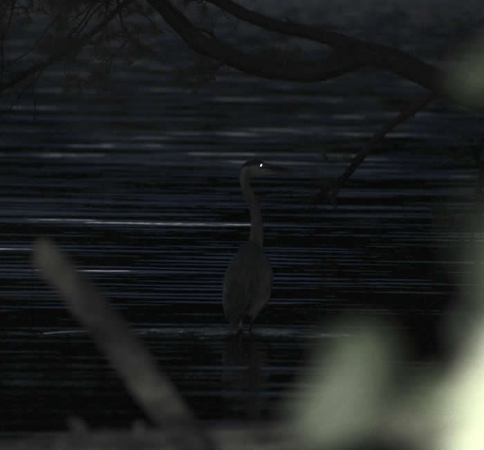 Funny Moments When Birds Decided to Steal the Spotlight