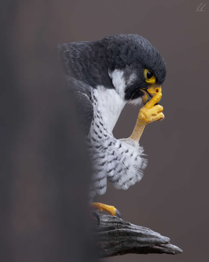 Funny Moments When Birds Decided to Steal the Spotlight