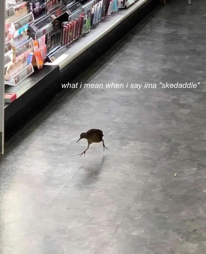 Funny Moments When Birds Decided to Steal the Spotlight