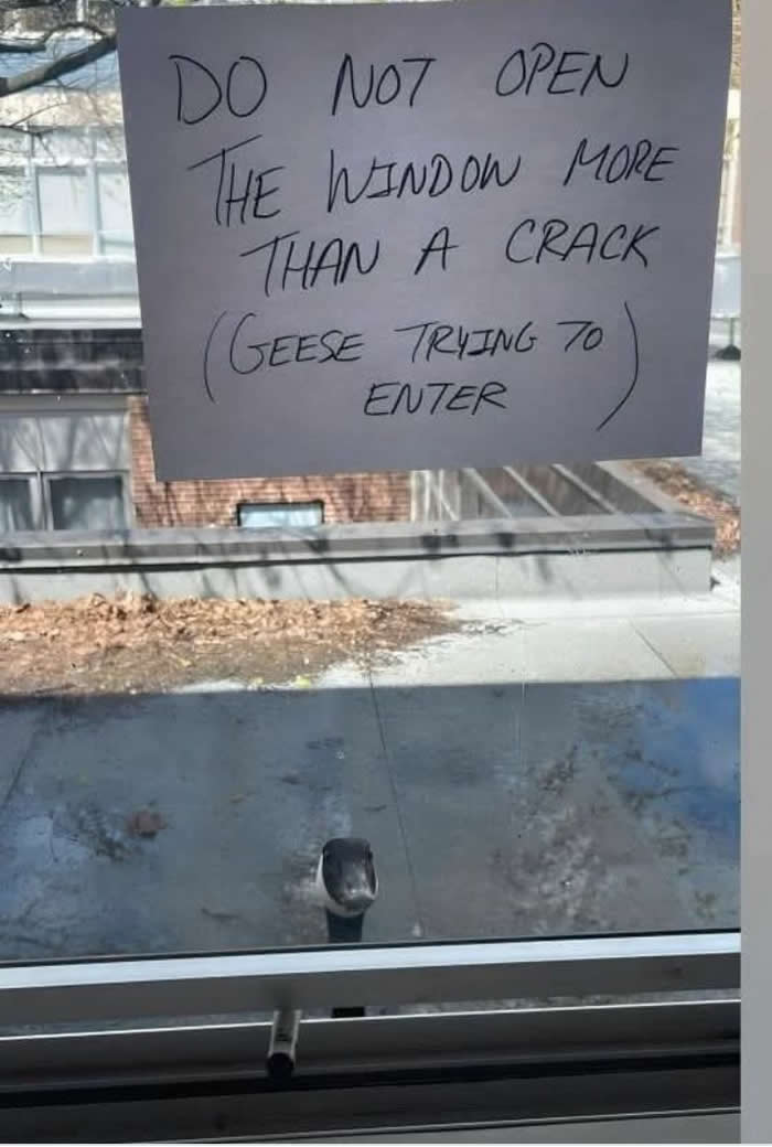 Funny Moments When Birds Decided to Steal the Spotlight