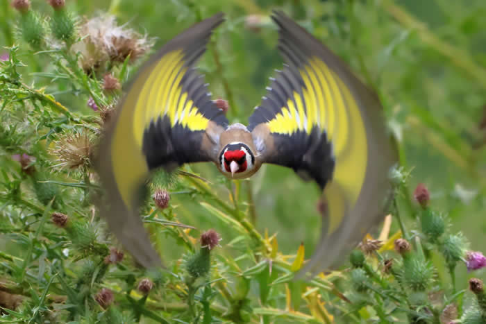 Funny Moments When Birds Decided to Steal the Spotlight