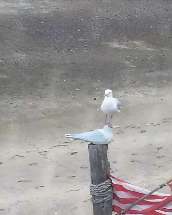 Funny Moments When Birds Decided to Steal the Spotlight