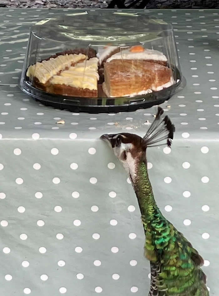 Funny Moments When Birds Decided to Steal the Spotlight
