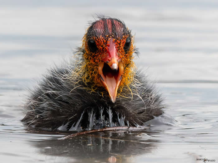 Funny Moments When Birds Decided to Steal the Spotlight