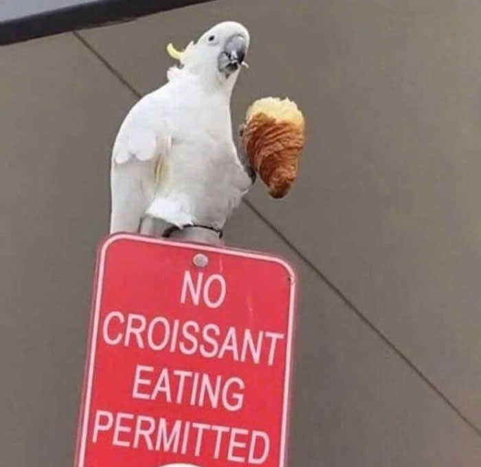 Funny Moments When Birds Decided to Steal the Spotlight