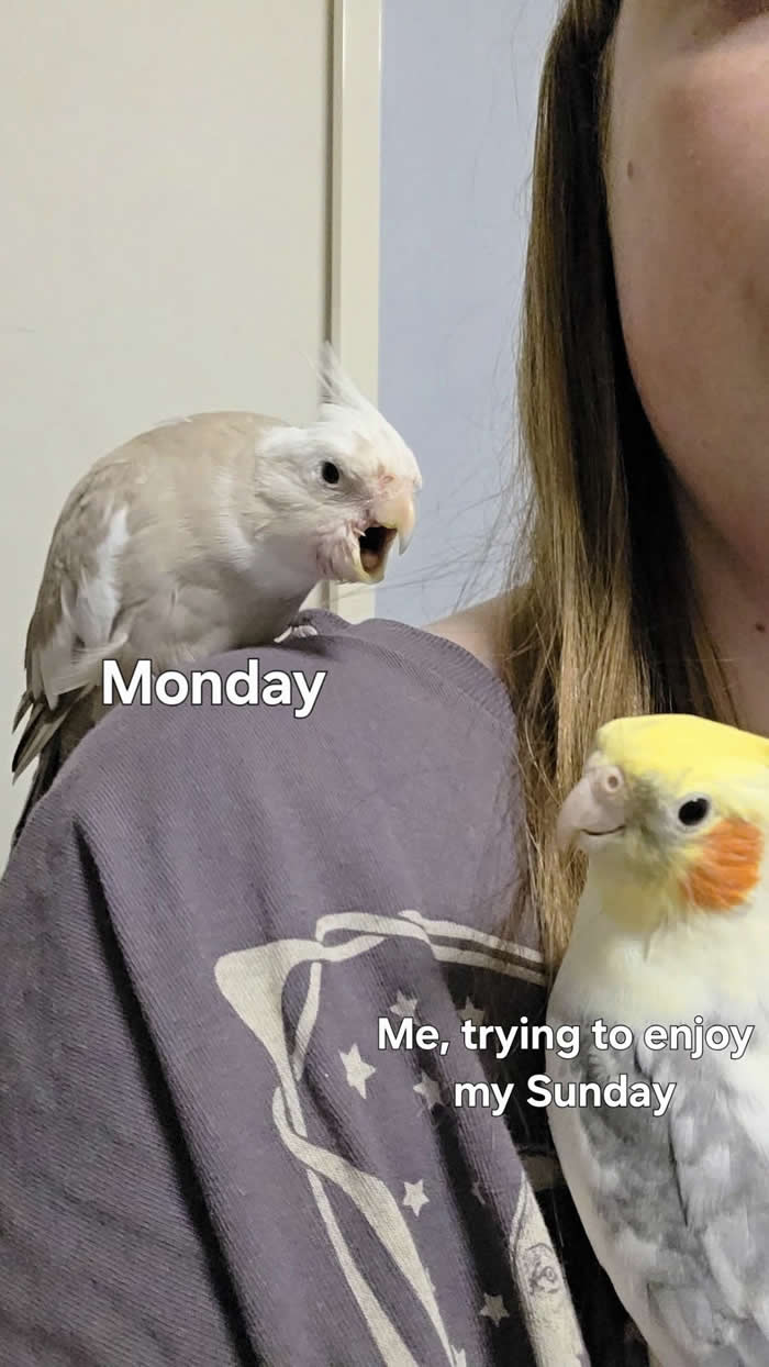 Funny Moments When Birds Decided to Steal the Spotlight