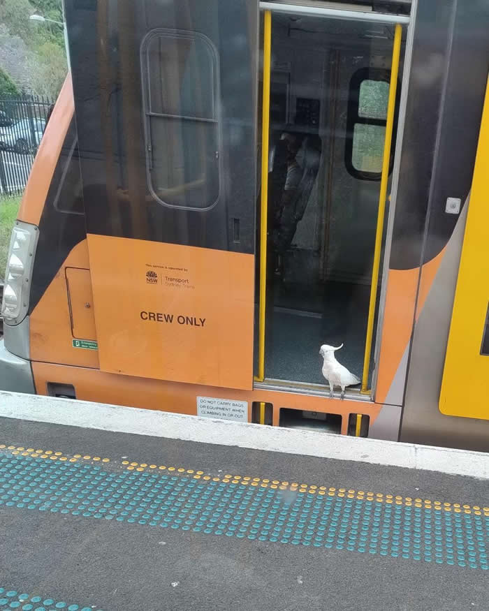 Funny Moments When Birds Decided to Steal the Spotlight