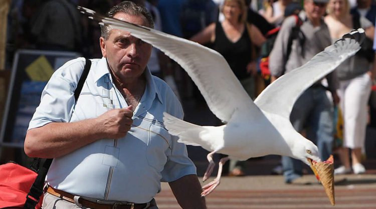 Funny Moments When Birds Decided to Steal the Spotlight