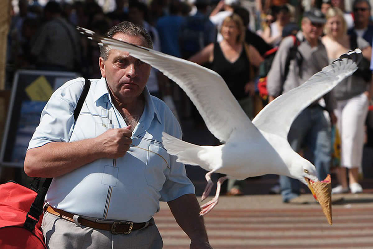 Funny Moments When Birds Decided to Steal the Spotlight