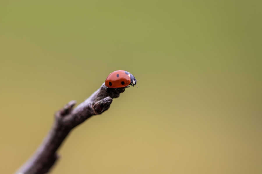 Gurushots Minimalism Photo Challenge Winners