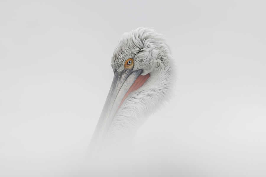 Gurushots Minimalism Photo Challenge Winners