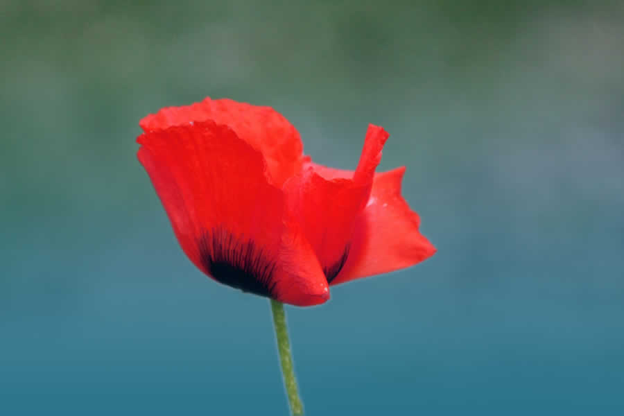 Gurushots Minimalism Photo Challenge Winners