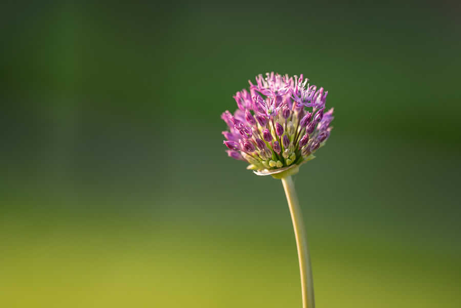 Gurushots Minimalism Photo Challenge Winners