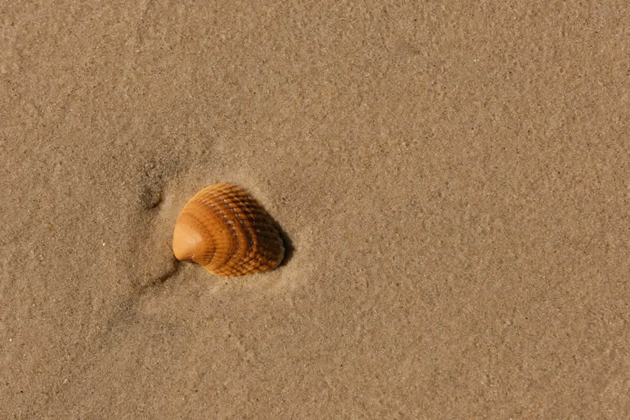 Gurushots Minimalism Photo Challenge Winners