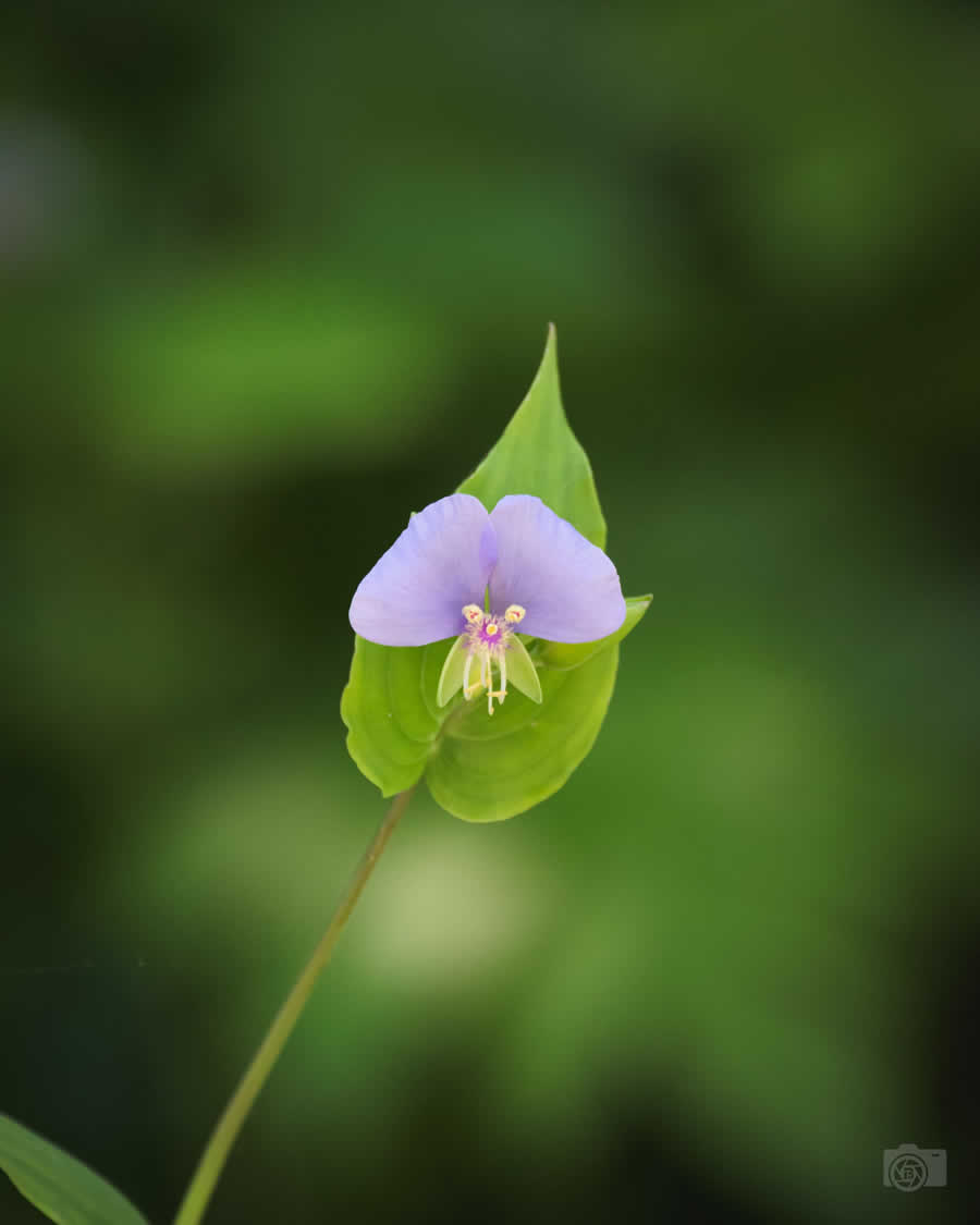 Gurushots Minimalism Photo Challenge Winners