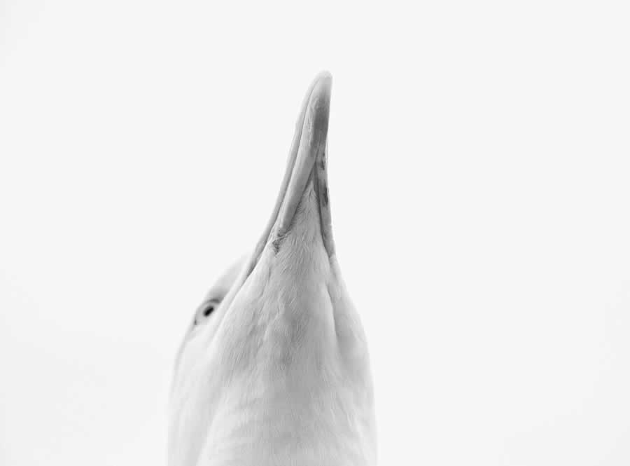 Gurushots Minimalism Photo Challenge Winners