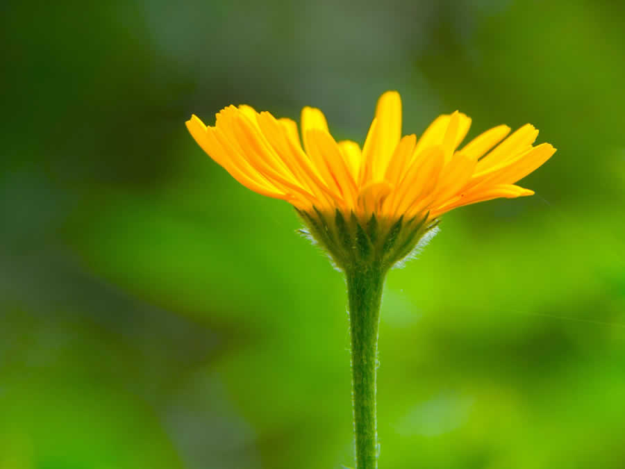 Gurushots Minimalism Photo Challenge Winners