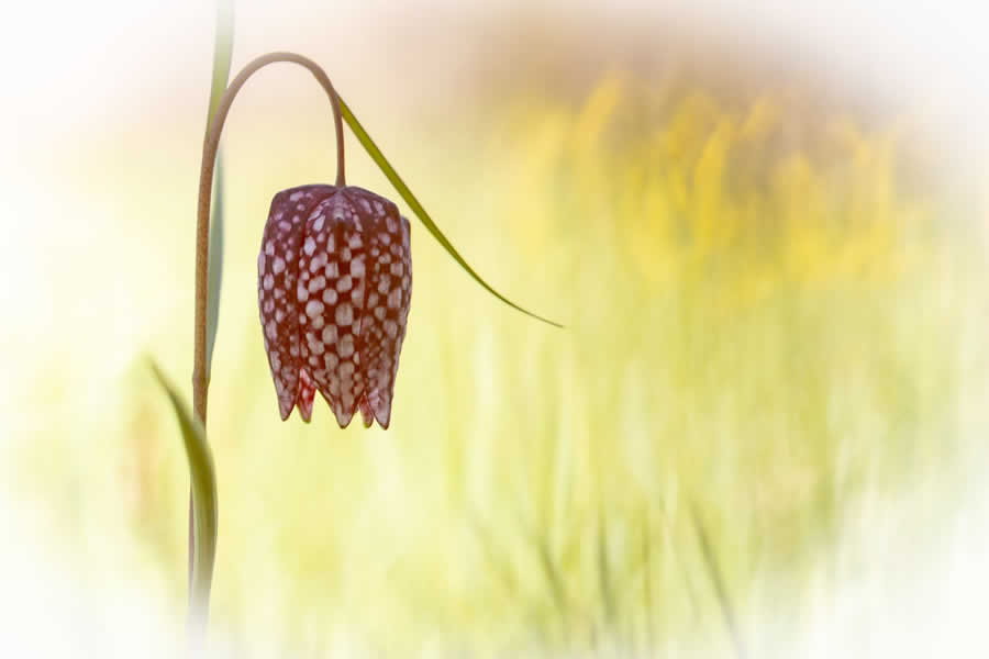 Gurushots Minimalism Photo Challenge Winners