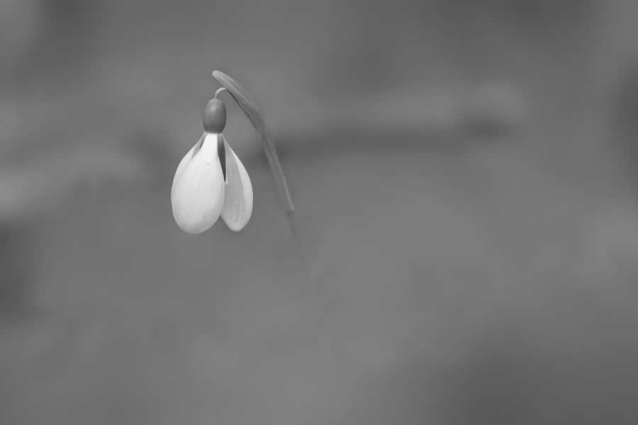 Gurushots Minimalism Photo Challenge Winners