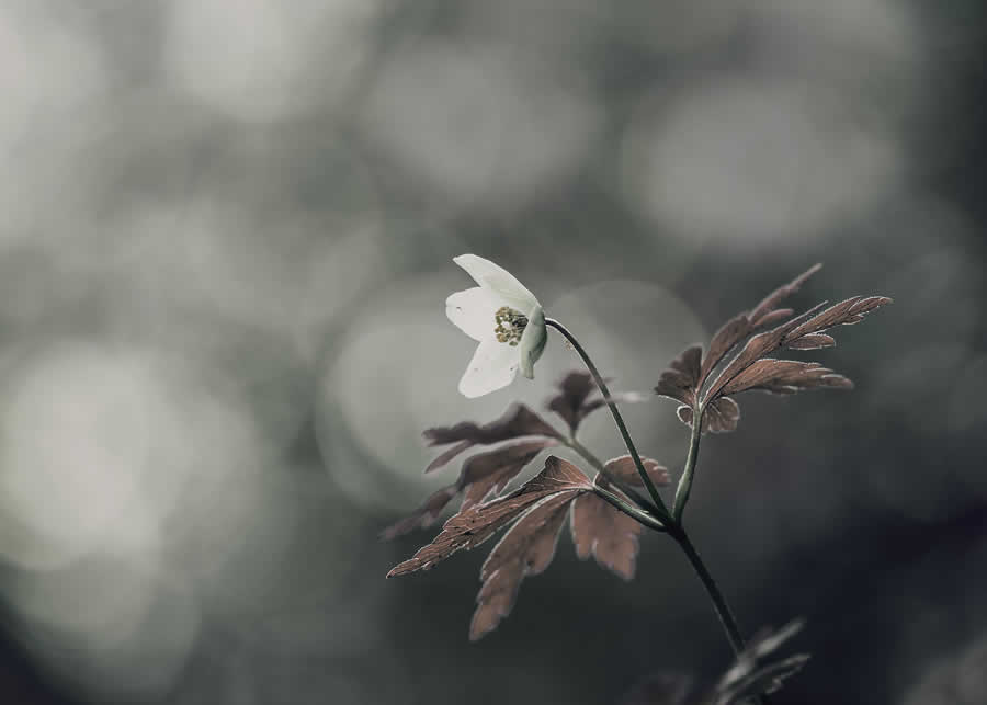 Gurushots Minimalism Photo Challenge Winners